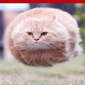 Meet your Posher, Dit